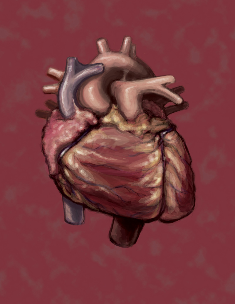 scientific scientific illustration human heart anatomy digital painting