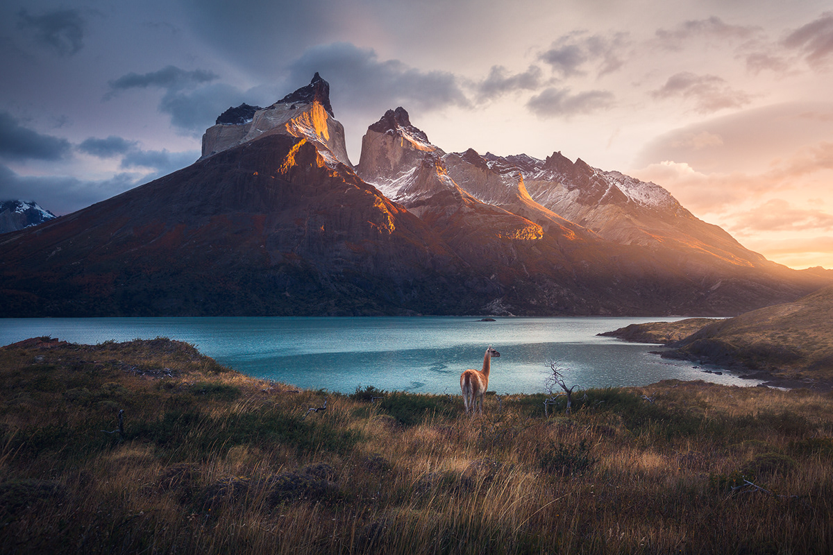 guanaco torres del paine chile South America patagonia wildlife Nature Landscape Photography  marco grassi