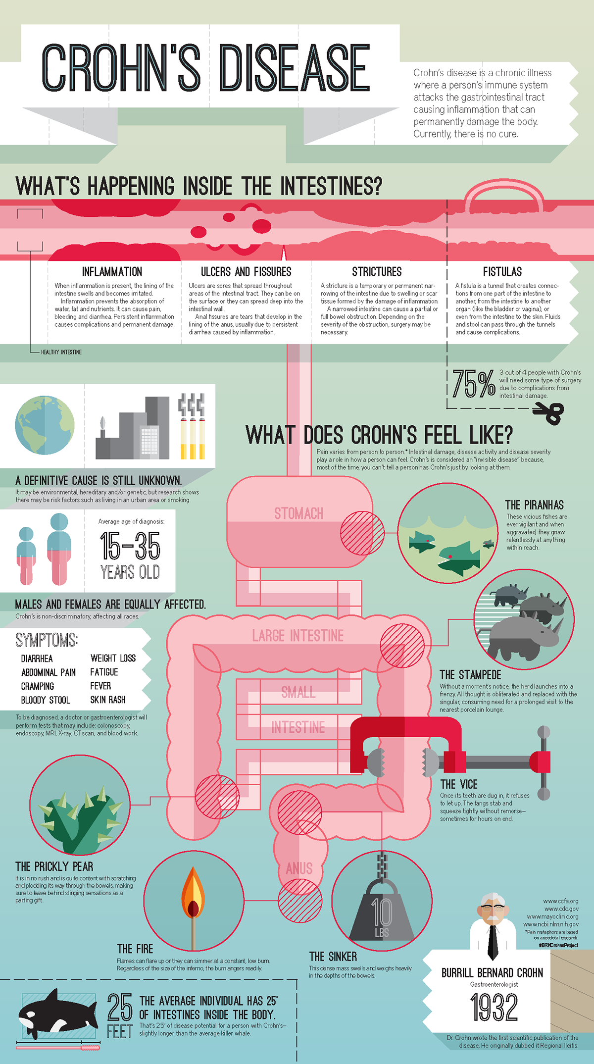 Crohn's intestine IBD vector body brkcrohnsproject infographic crohns Disease metaphor medical diagram poster graphic awareness