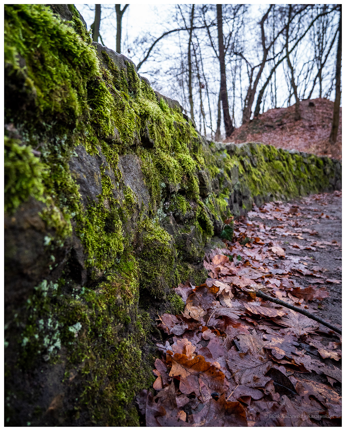 forest Gh5 Landscape moss Nature naturephotography panasonic Photography  Outdoor Travel Adobe Portfolio
