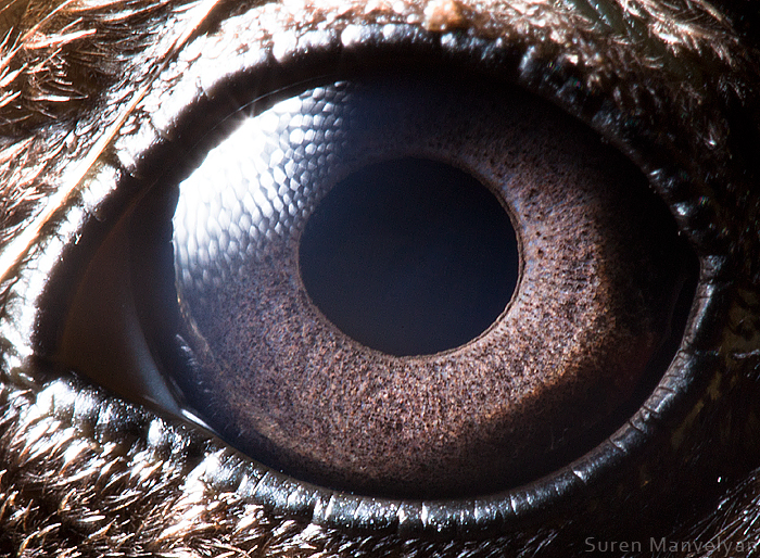 eye eyes macro close-up rabbit caiman dog husky animal iris PUPIL Eyelashes lashes eyeball