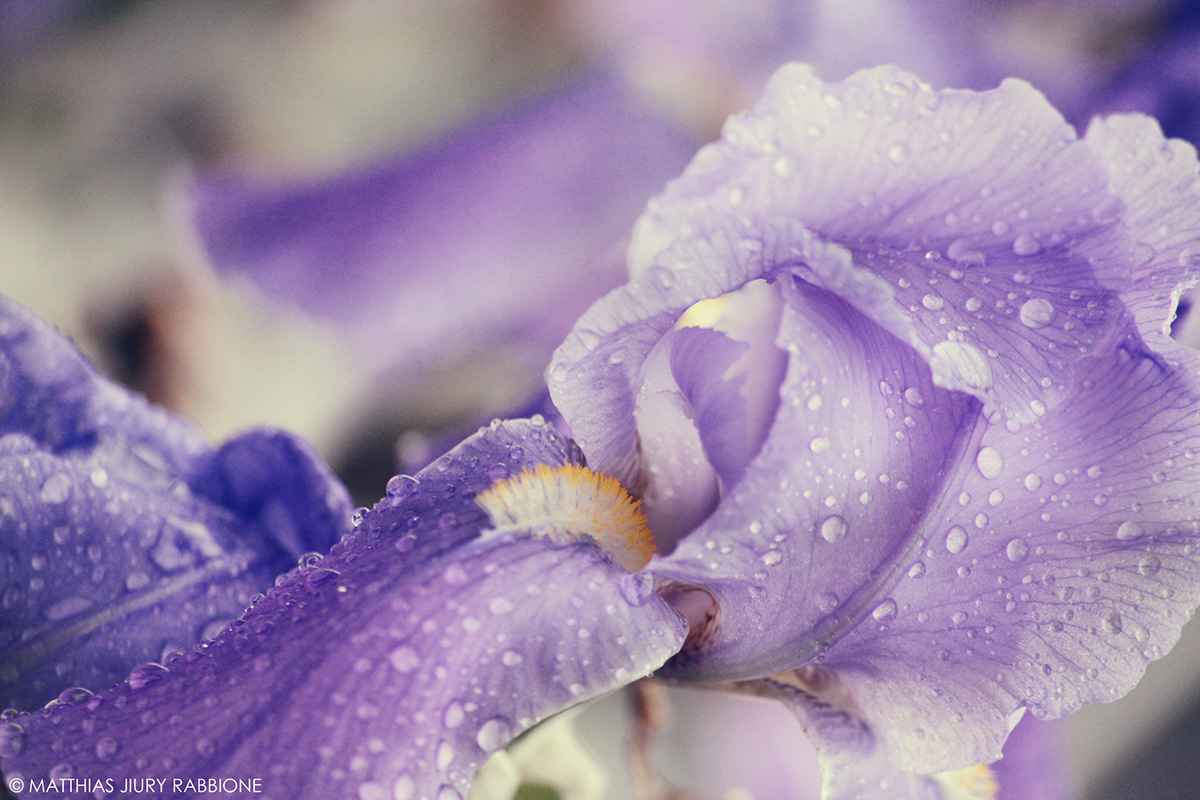 iris Flowers drops