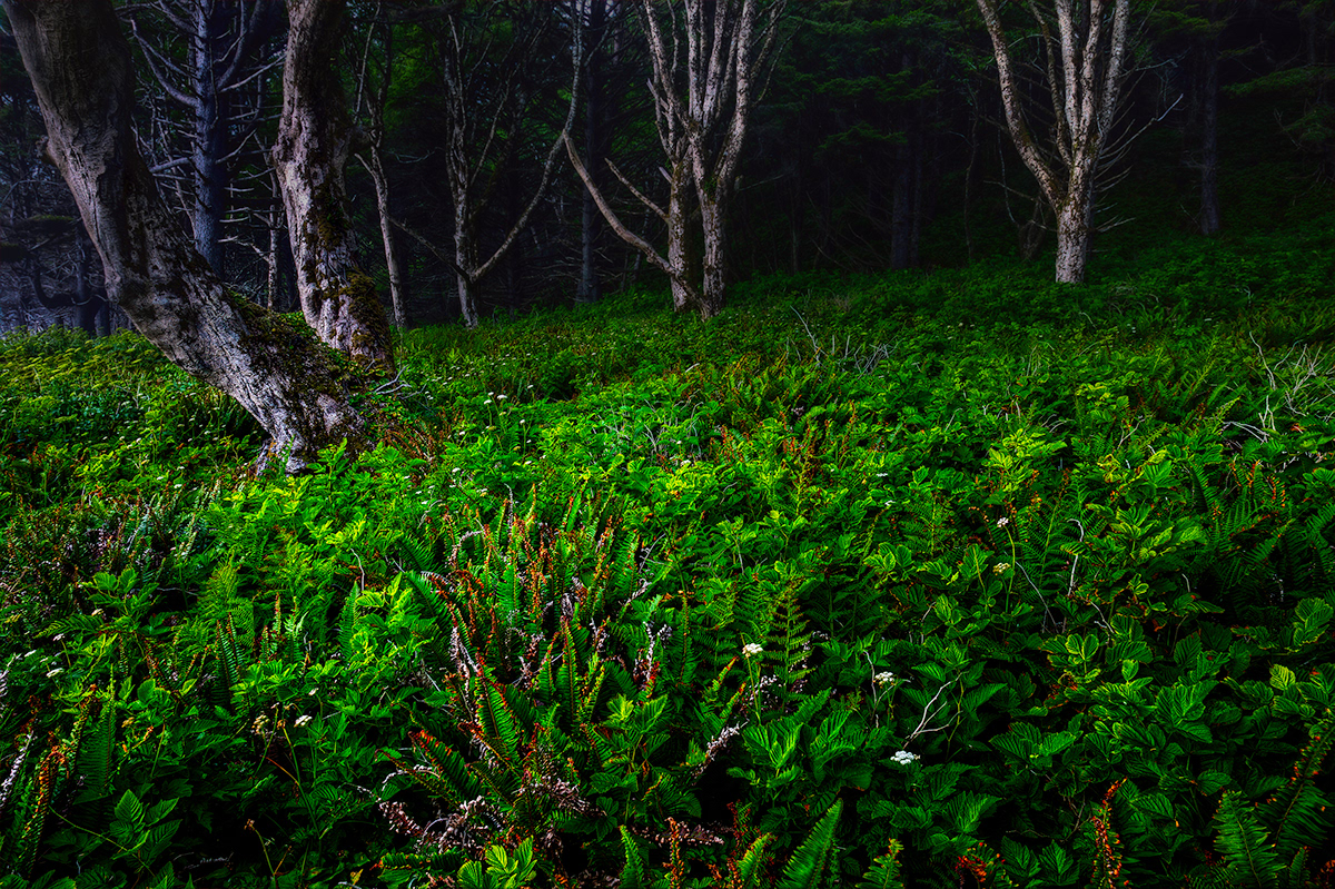 fern forest Maidenhair redwood olympic woodland lush green black & white pacific northwest
