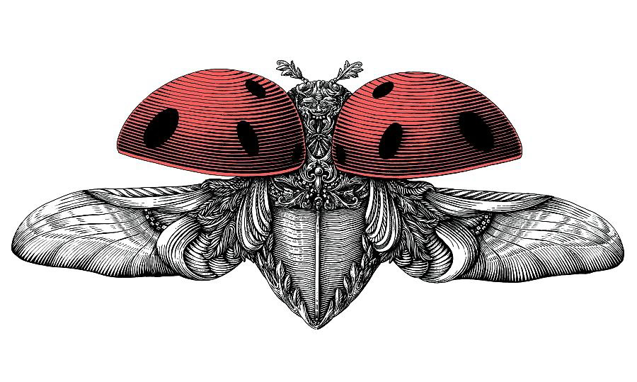 Insects art graphic Nature blackandwhite inkart