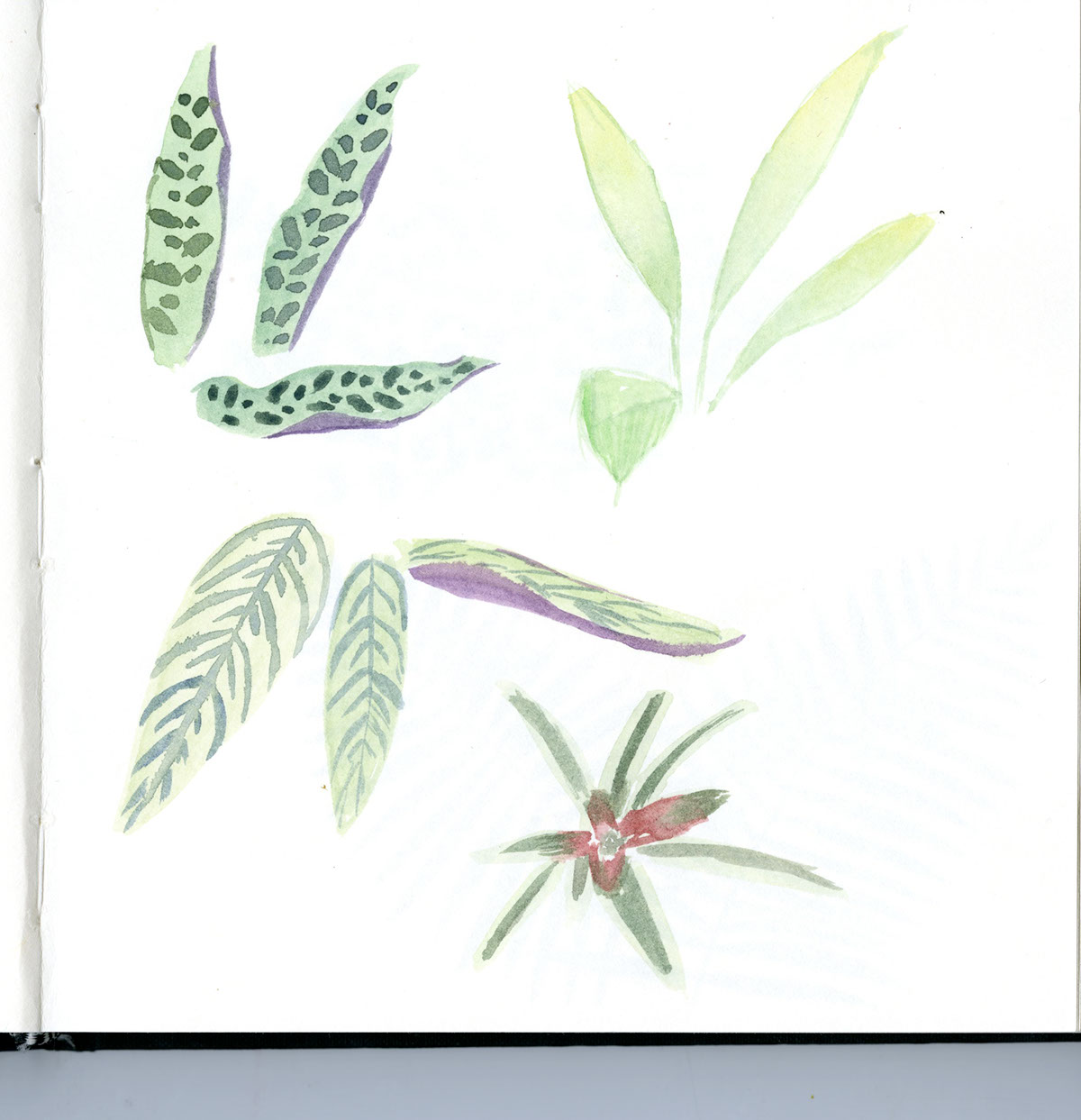 Nature sketchbook Watercolours observational drawing leaves leaf study