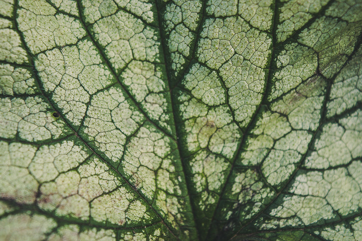 macro Nature green Plant lithuania close up