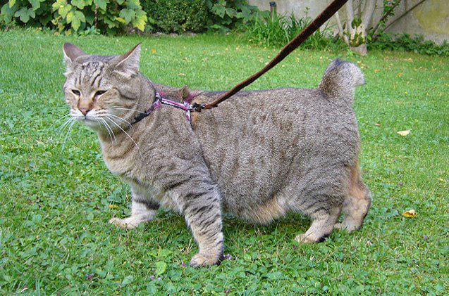 non allergic cats cats with fewer allergic cats cats beautiful cats cats for all cats lover russian cats american shorthair balanese cats