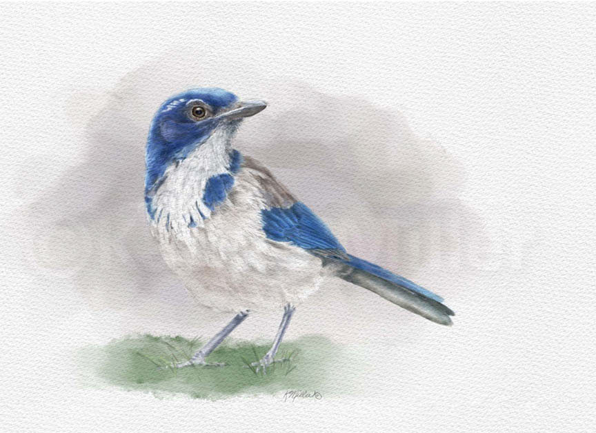 Digital Watercolor Art digital painting wildlife art animal art bird art