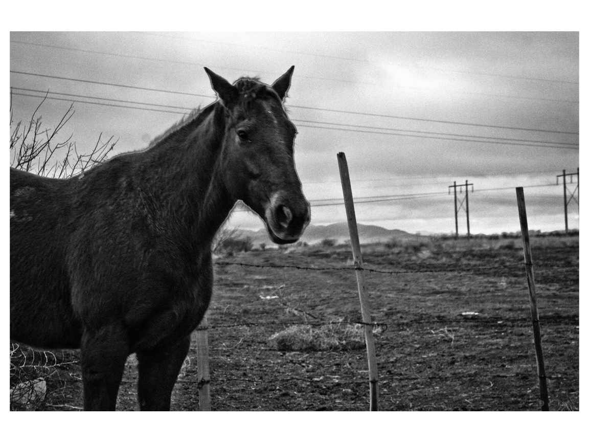 cold horse black and white