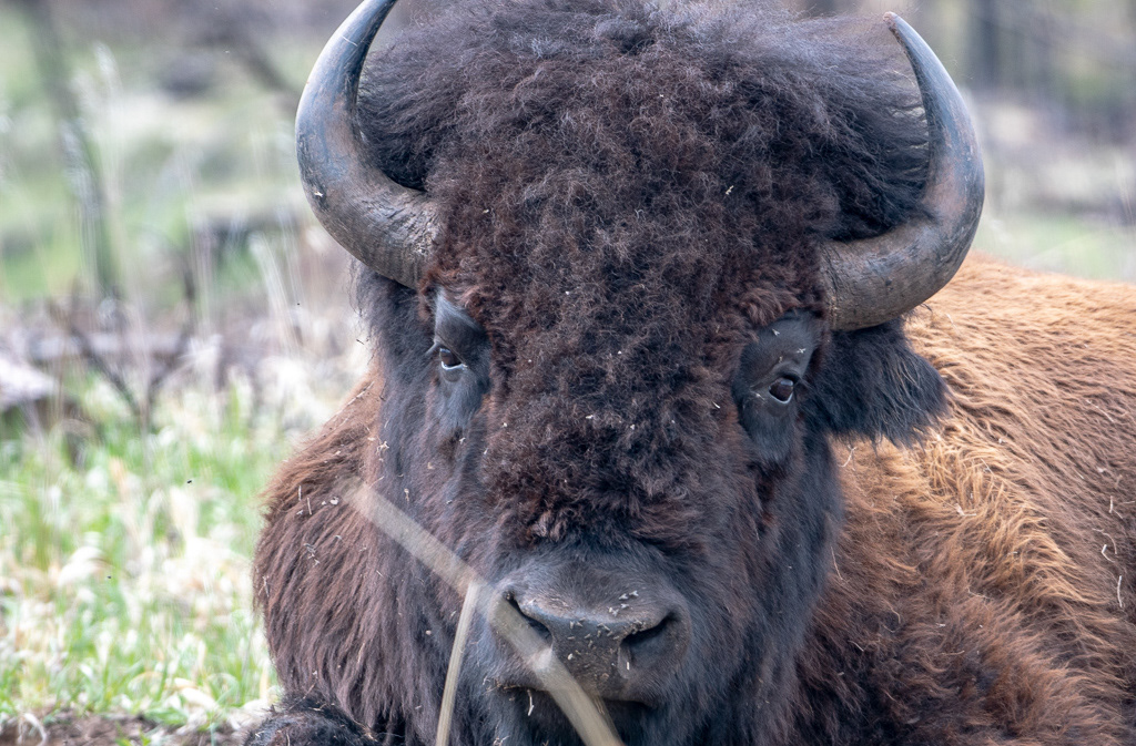 Adobe Portfolio bison pronghorn White-Tail Deer Mountain Goat Bighorn Sheep prairie dog mt rushmore Wind Cave National Par Boxwork
