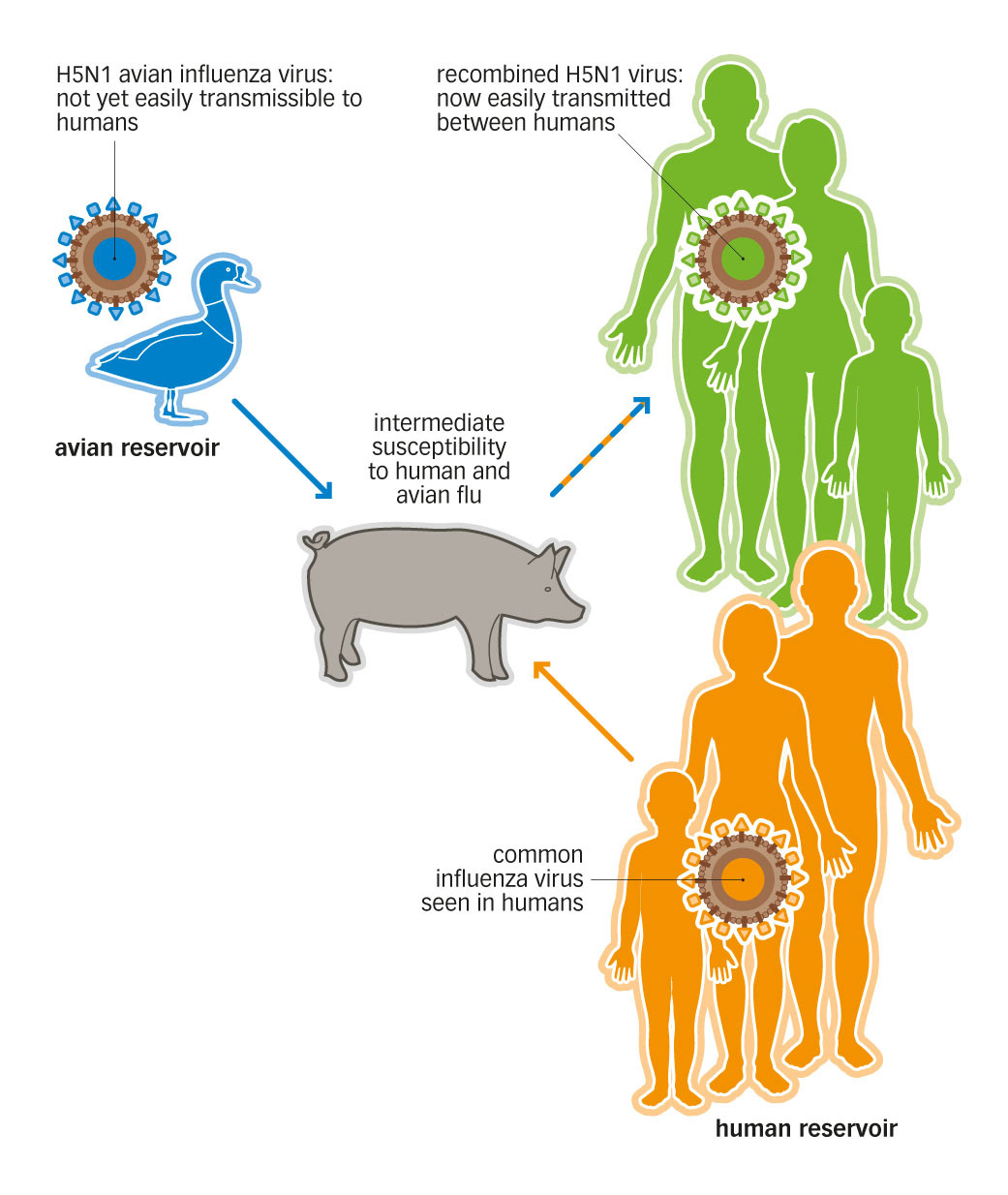 Microbiology illustrations