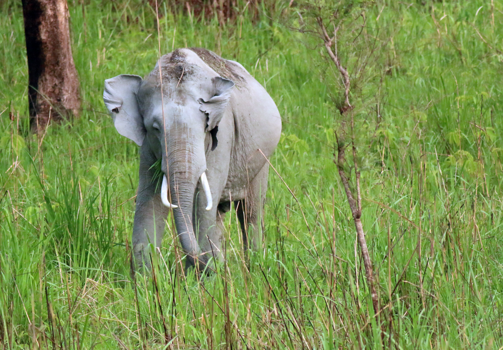 English–Asian Elephant indian Elephant French–Eléphant D'Asie Eléphant D'Inde Spanish–Elefante asiatico