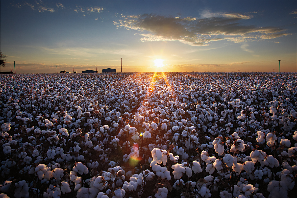 agriculture farm cotton field south Landscape crops sunset