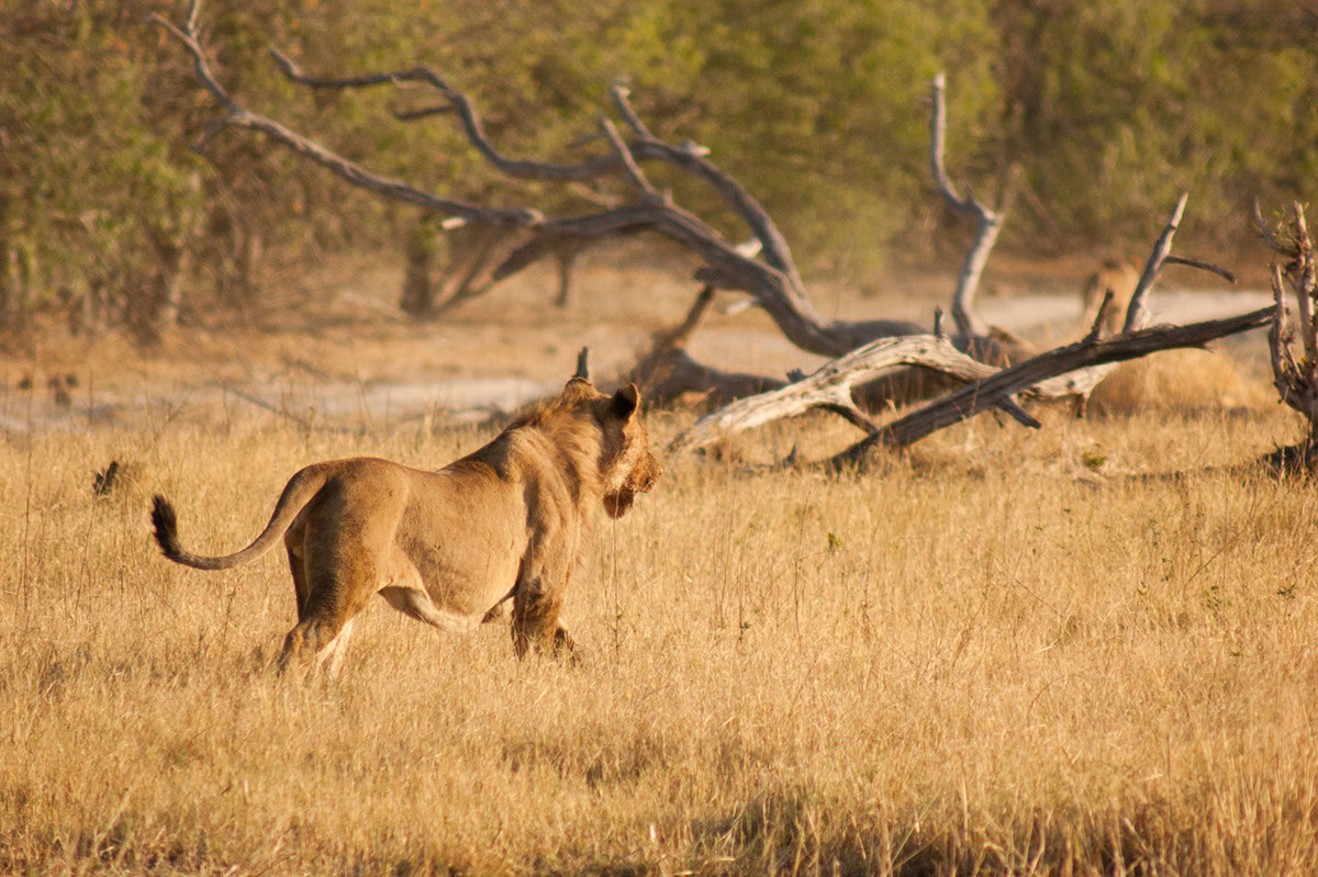 Lions cubs cute wild bush africa Botswana pride fight fate wilderness Orient Express safari