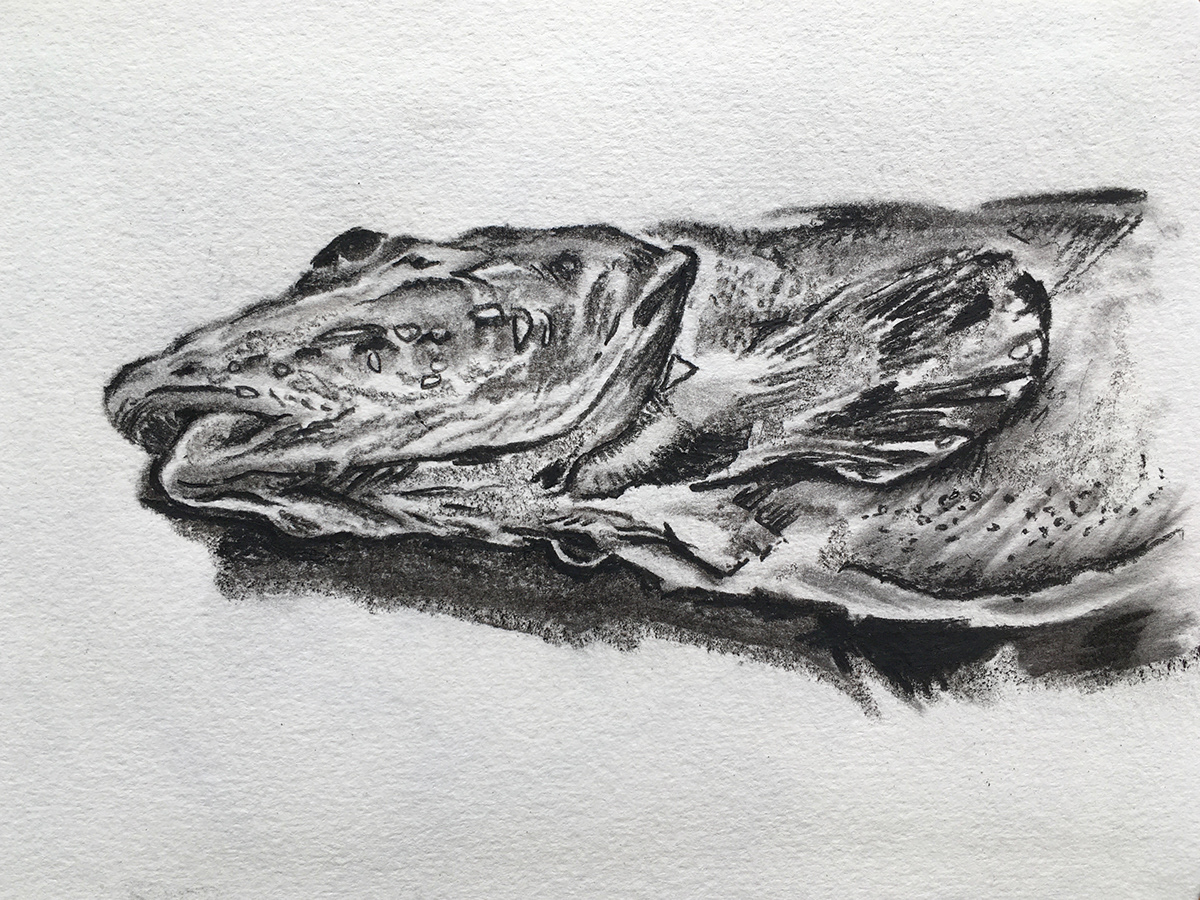 Charcoal Sketch of fish sample Alexandra Gould