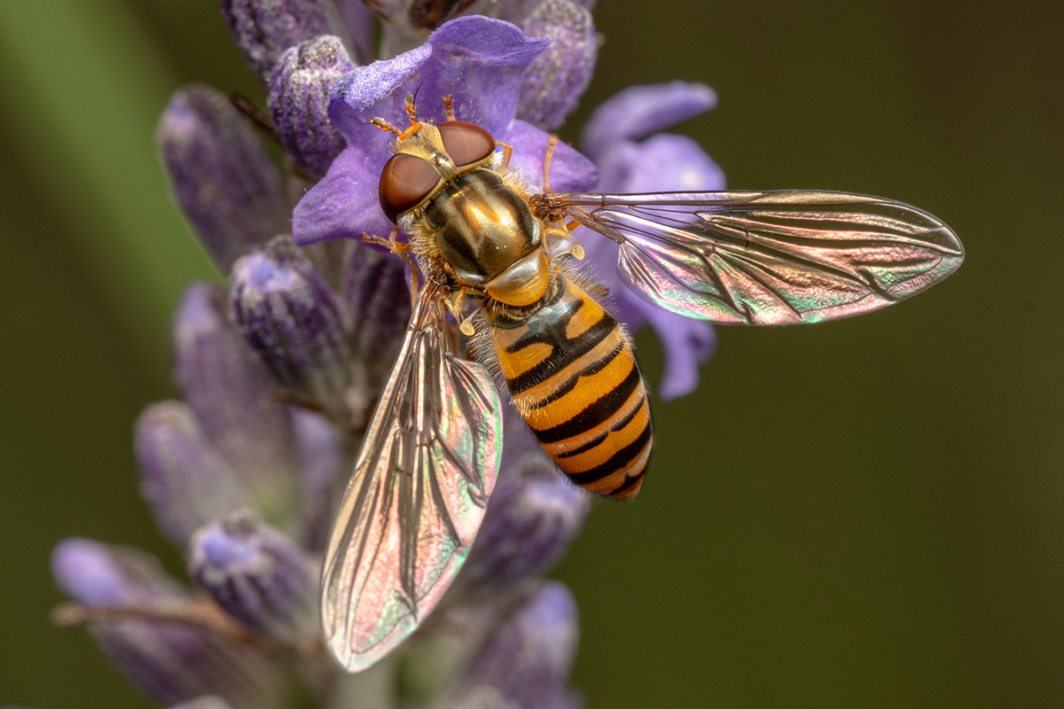 Adobe Portfolio bee honey closeup hoverfly macro Nature butterfly insect insect macro