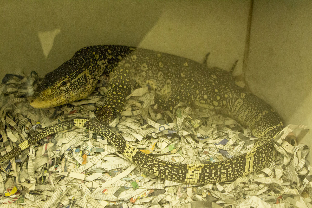 reptiles amphibians Insects bugs ecovivarium Syrenia Imagery Times-Advocate San Diego escondido North County California