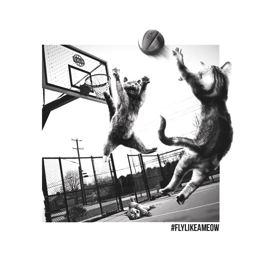 Fly skate meow basketball Photography  art cut Paris