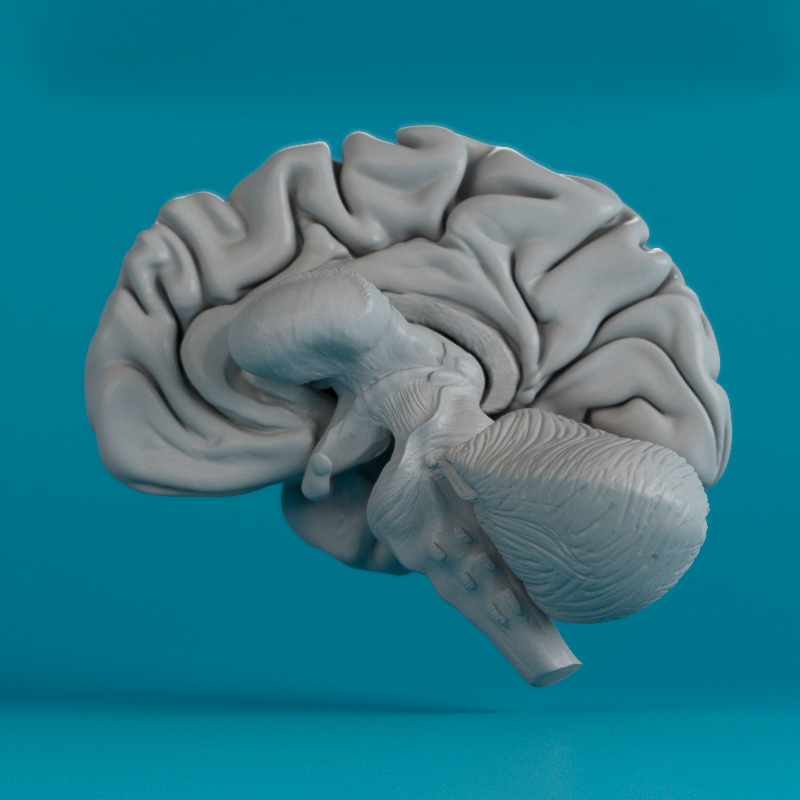 brain human anatomy Cerebro anatomia