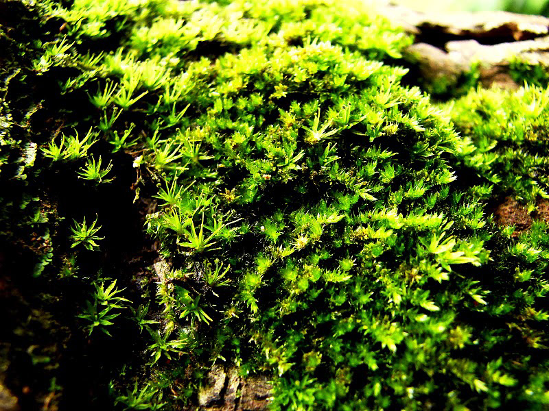 green Nature moss leaves sticks rope