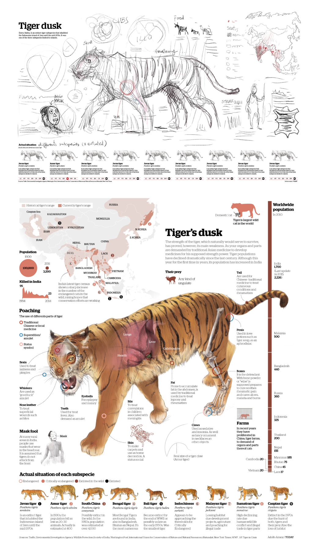 infographic infographics infografia sketch Rough Sketch boceto visual explanation