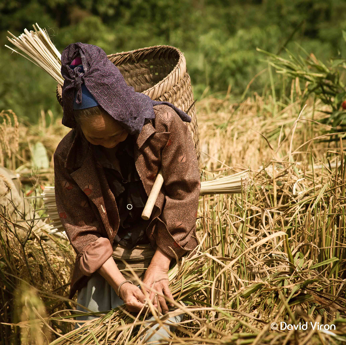 Rice harvest Dry Lands Laos Luang Prabang