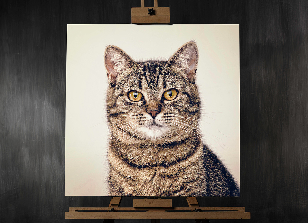 pettrophy matejjuhar CGI portrait print Cat animal Pet