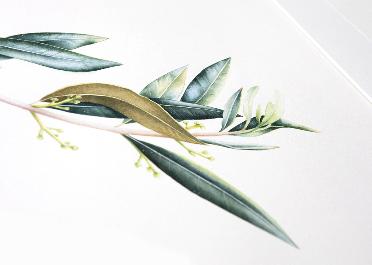 watercolor olive olive branch botanical ILLUSTRATION 