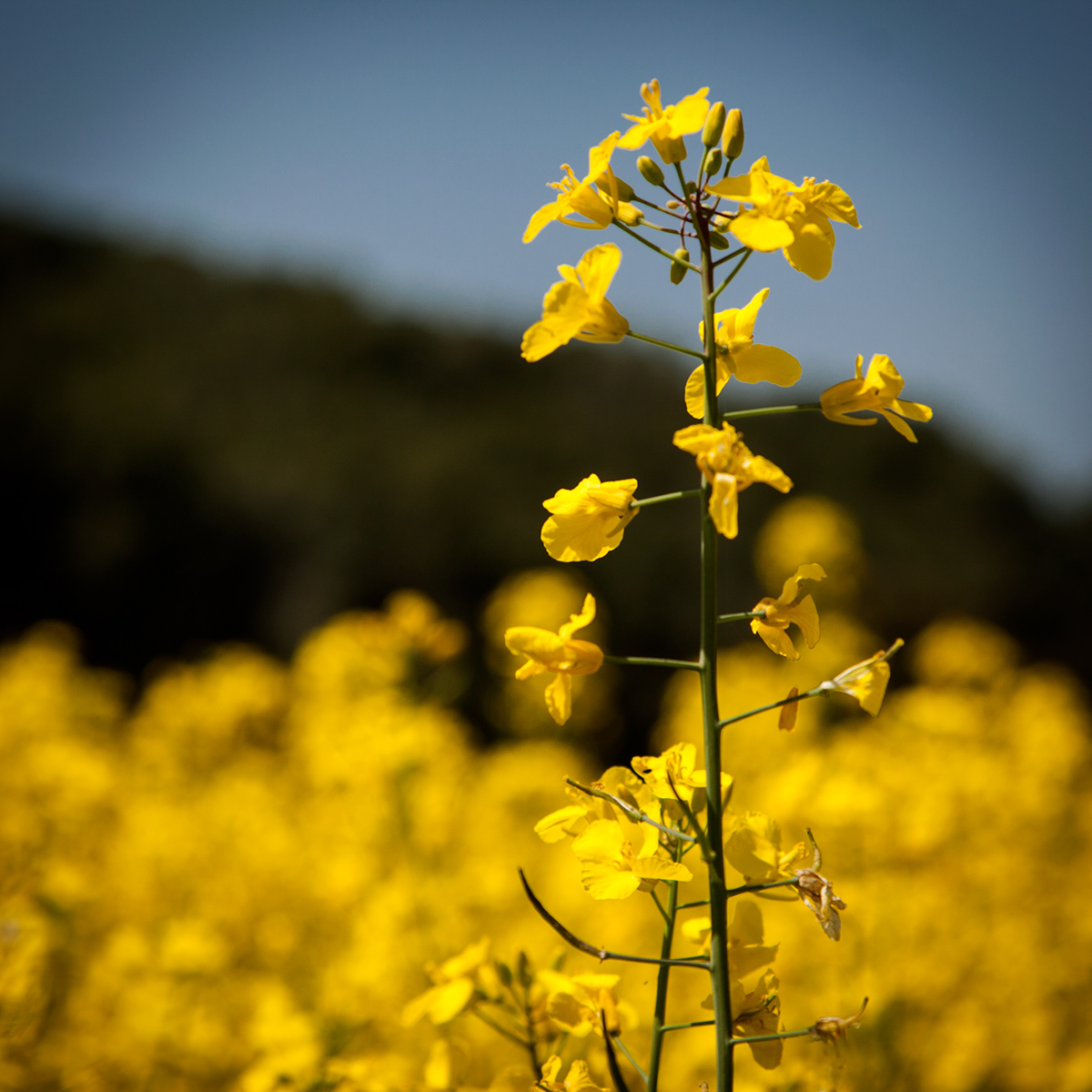 yellow amarillo Colza Landscape Flowers Garrotxa catalonia Baix Empordà spring country