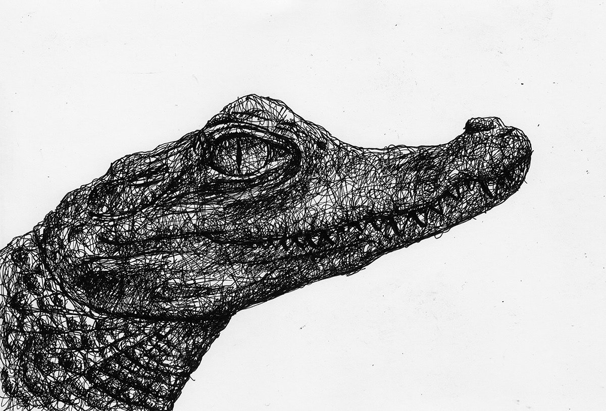Drawing  ILLUSTRATION  animals snake eagle monkey Rooster crocodile frog scribble