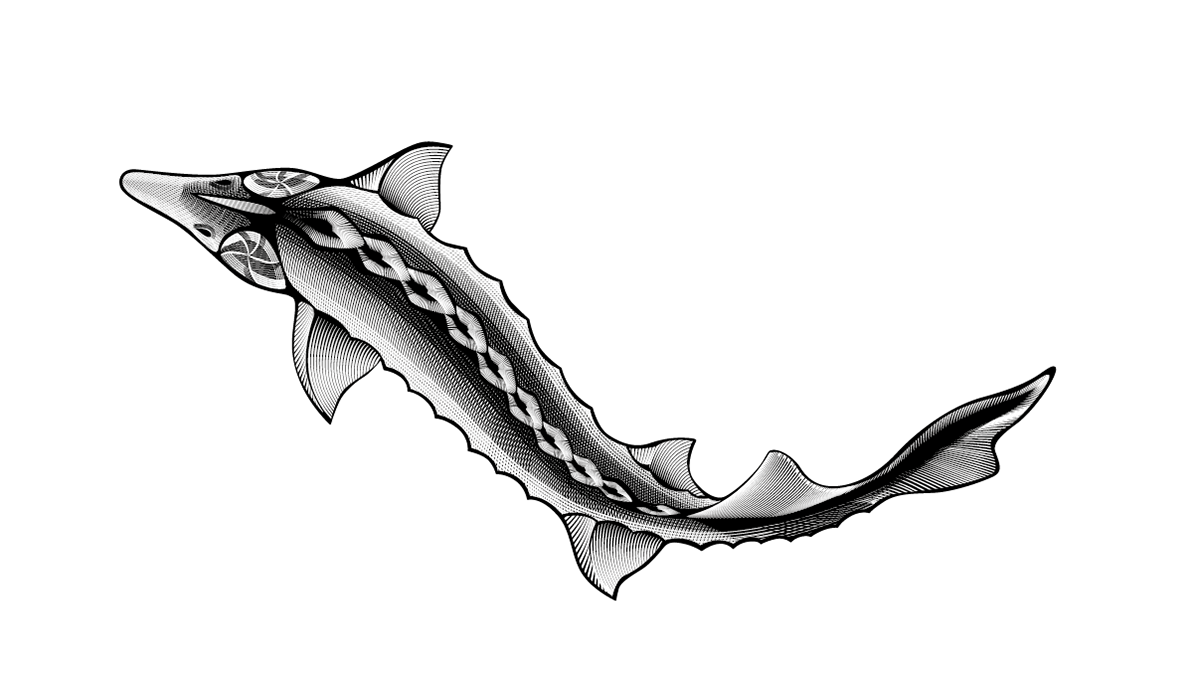 architecture beluga crab Drawing  einstein fish house sterlet sturgeon vector