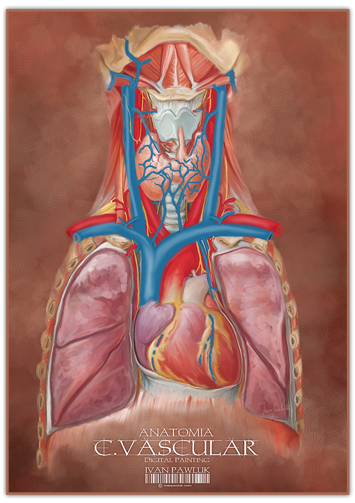 anatomia humana human anatomy anatomy human anatomia muscles medical illustration medical wacom bamboo