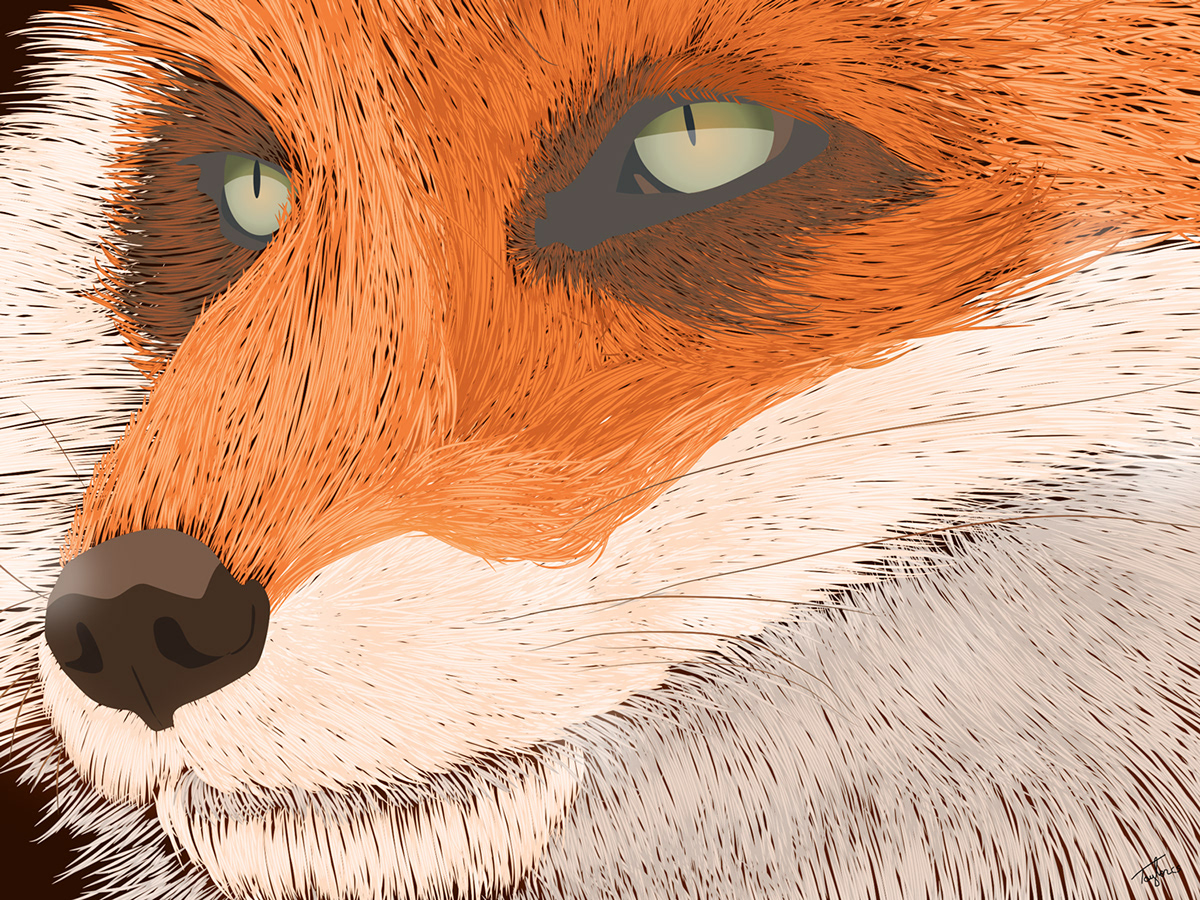 FOX orange lines animal Nature