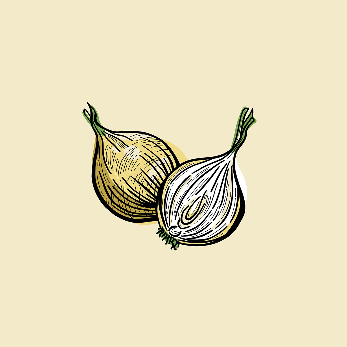 Onion illustration drawn digitally. Digital drawing of food for cooking 