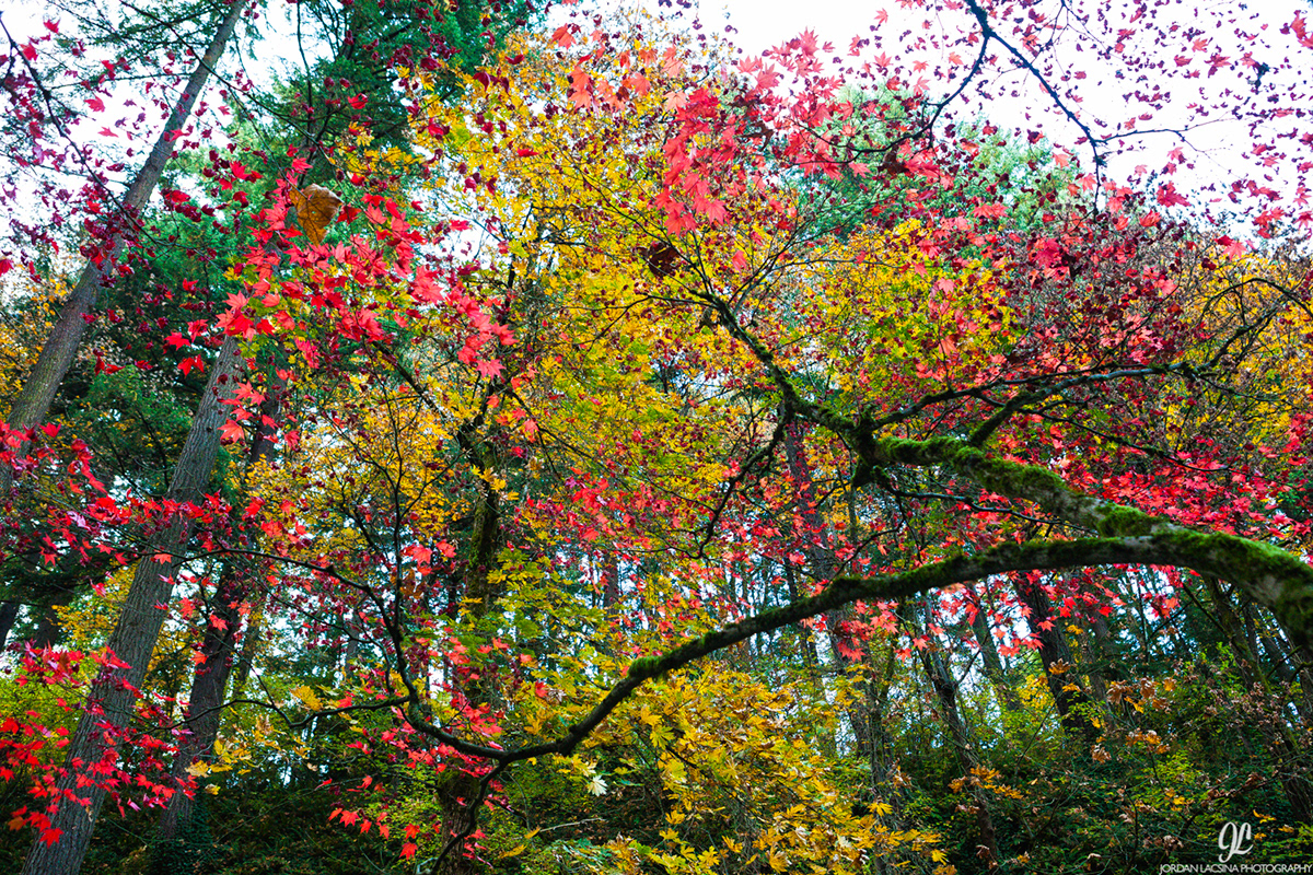 Portland Oregon japanese garden Flowers trees Fall color