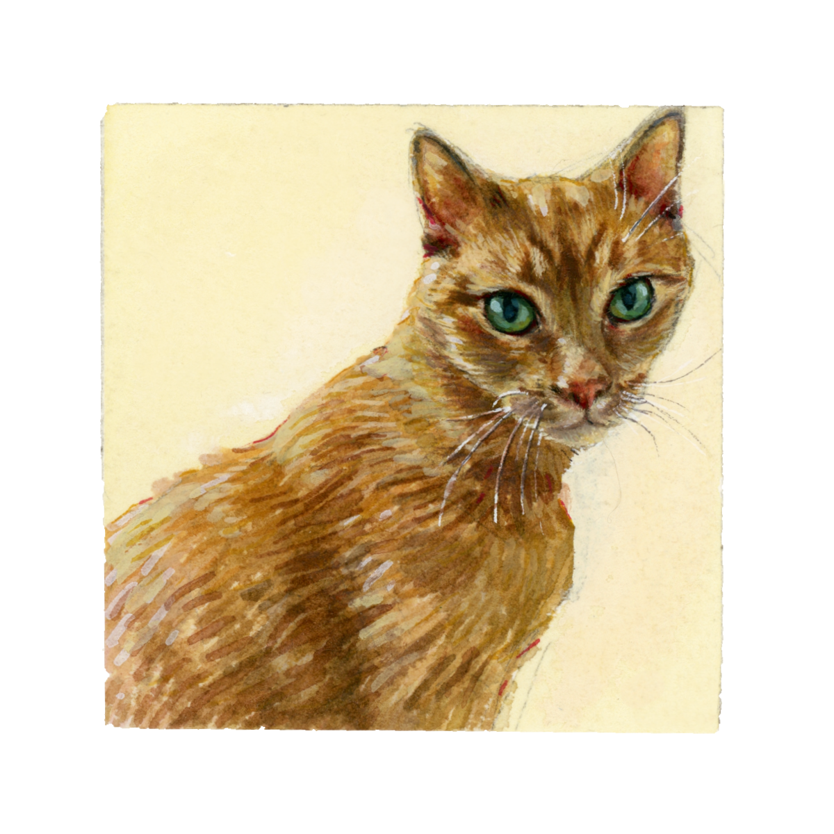 watercolor Cat petportrait portrait cute sketch painting  