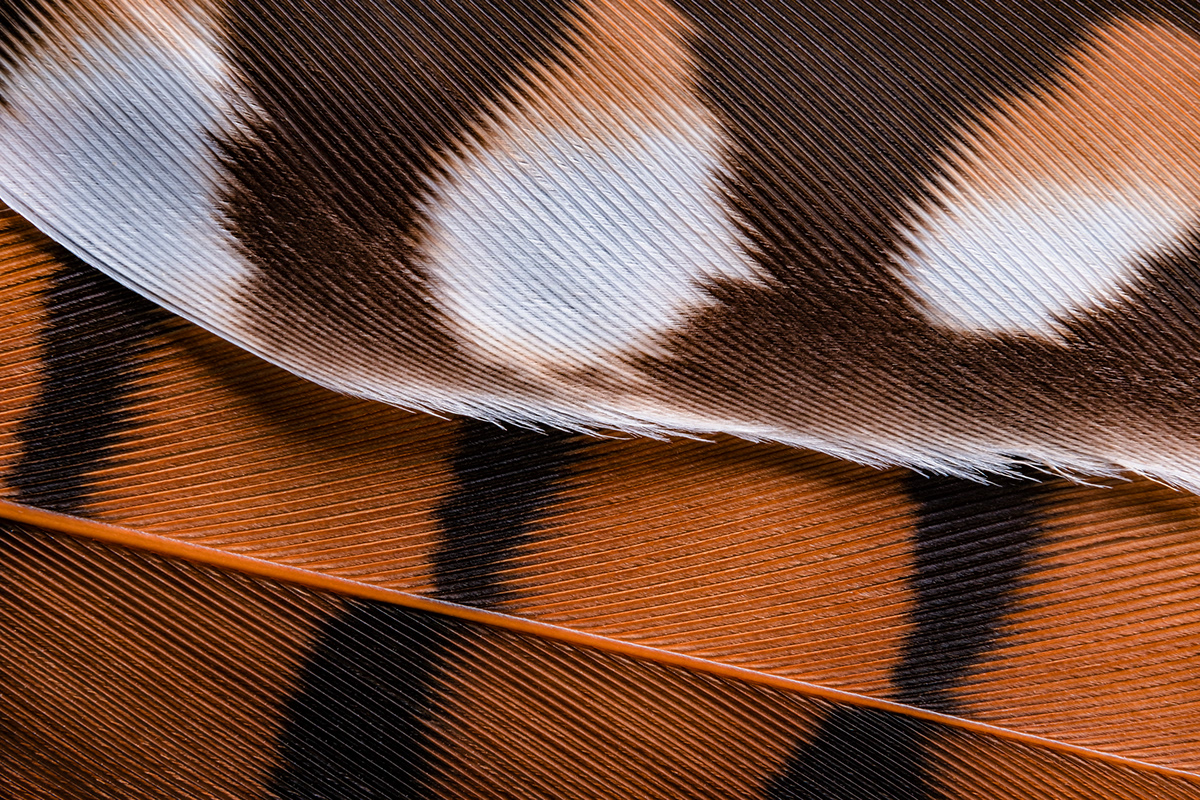 abstract macro photography of feathers from brazilian native birds
