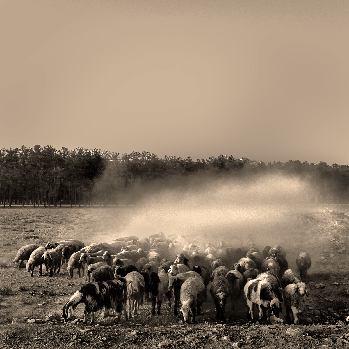 Sheep heading to the barn
Shiraz suburbs, Iran
The work was expressed in digital negative.

