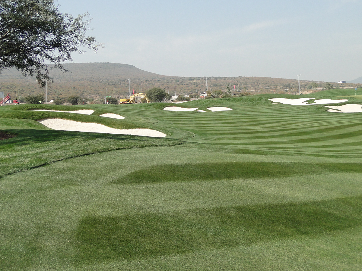 golf Golf Maintenance turf turfgrass grass turf management