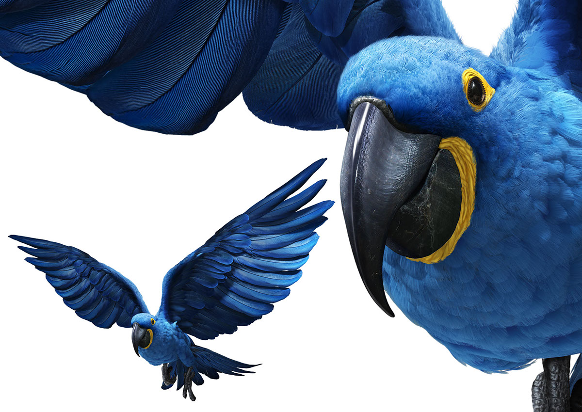 macaw blue macaw bird feather wacom intuos4