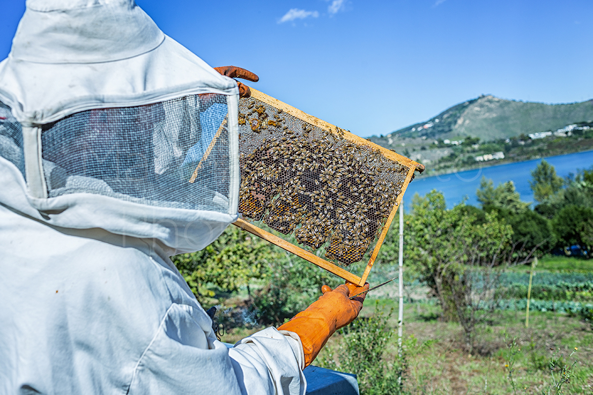 bee honey Nature Photography  Landscape animal Food  miele api reportage