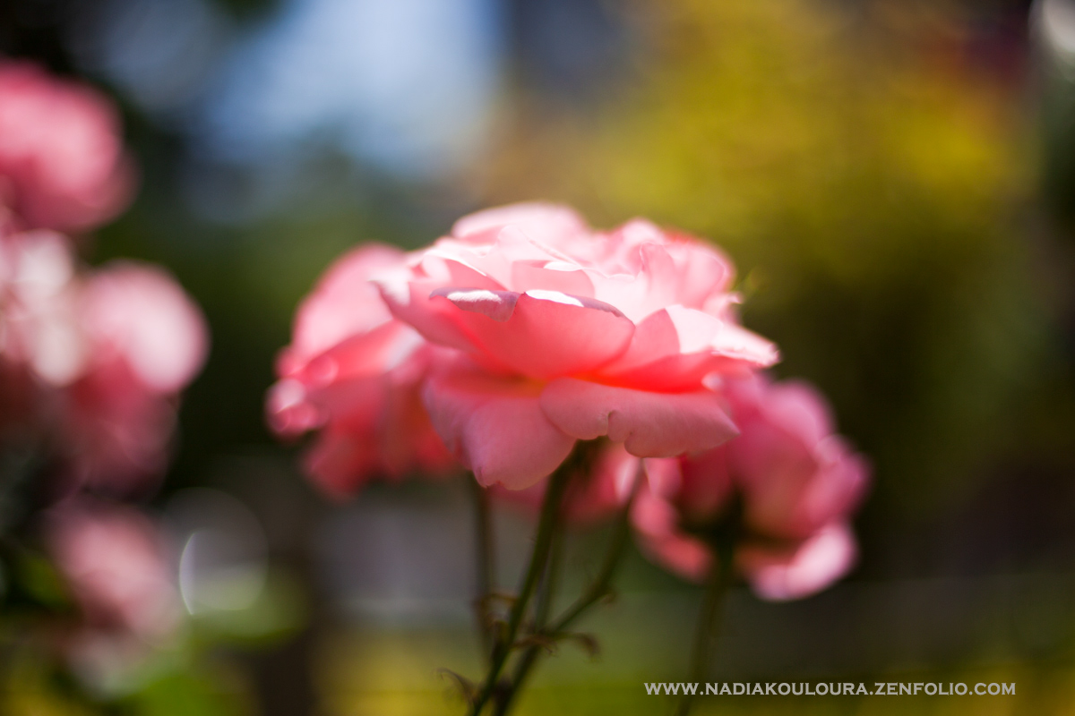 Flowers pink Roses spring