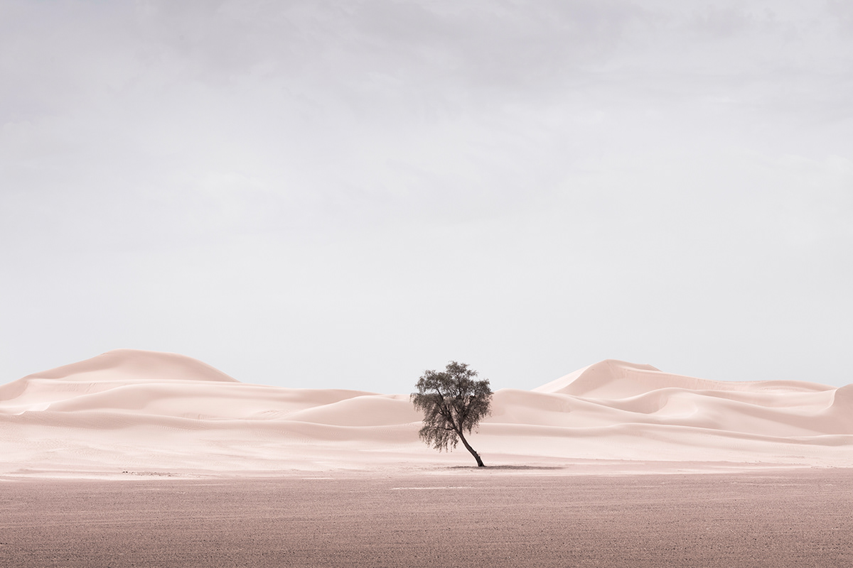 desert dubai sand FINEART wallart dunes Tree  minimalist minimal