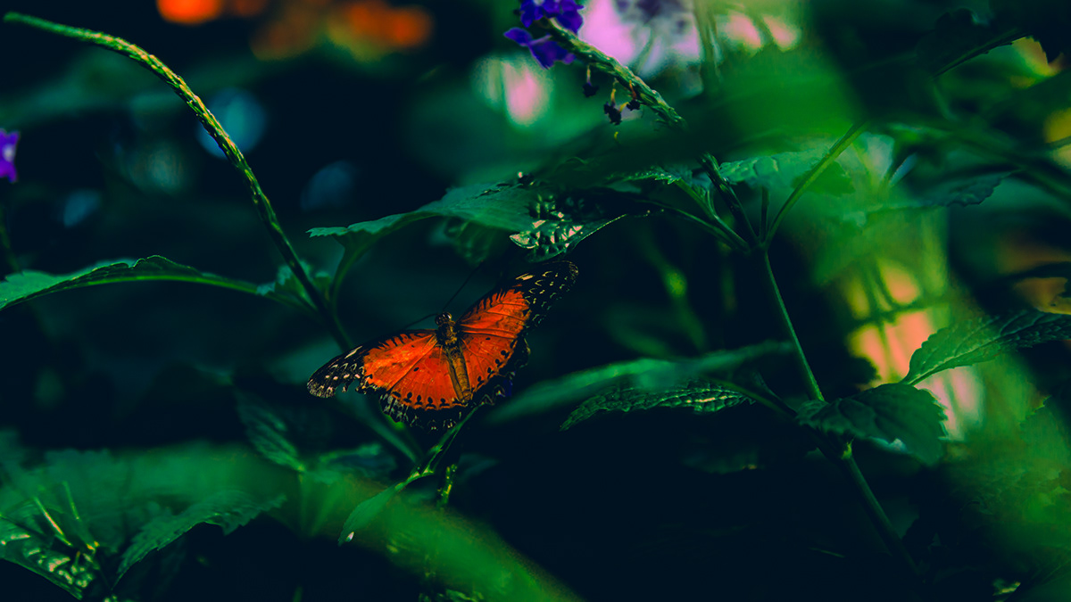 surreal photography aesthetic vintage aesthetic Lowlight Photography butterfly plants Nature dreamy photography  insect photography toronto ontario