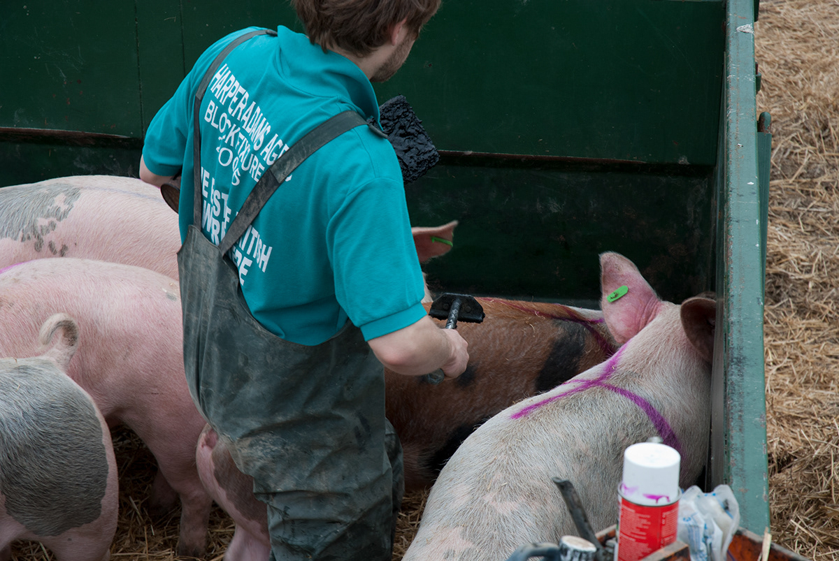 pigs farmer farmers Photoessay photo essay Project Jobs graduate