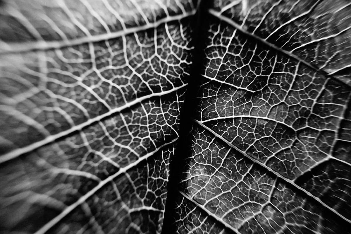 leaf leaves macro zoomed in Nature black and white monochrome veins vein flower poinsettia