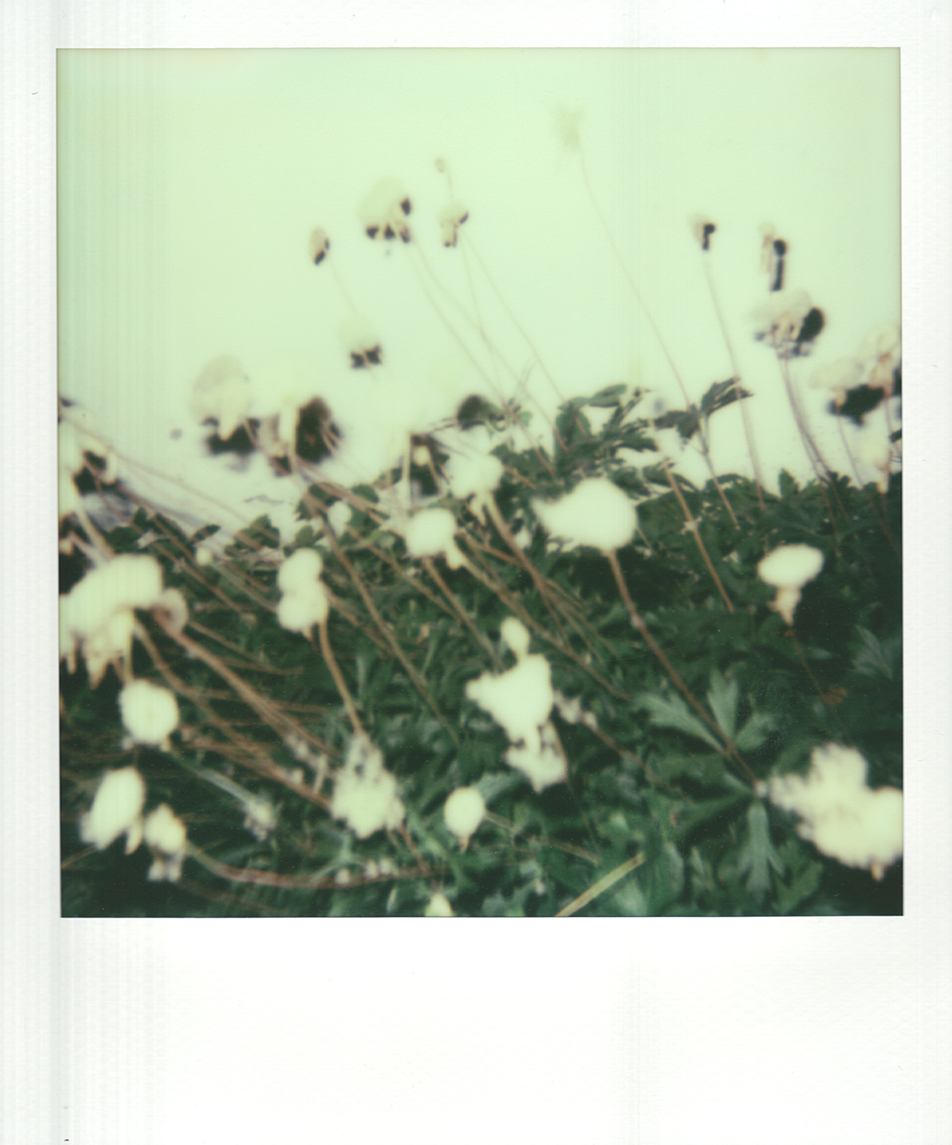 impossibleproject   colorshade instant POLAROID SX-70 camera600 #sweden   #gotland #Austin summer PX70 px680