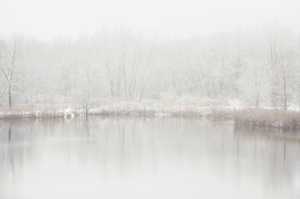 Nature land winter snow lake reed reflection white out