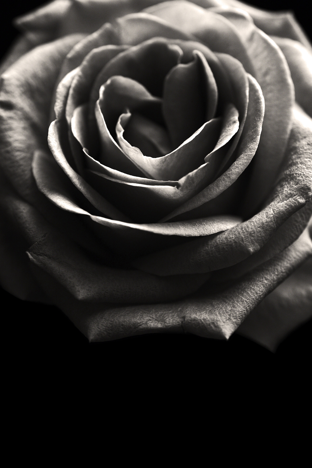 rose flower Flowers Nature bw black_and_white macro