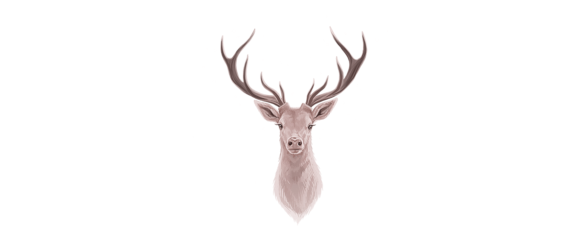 Spot illustration of a deer head with big horns. White reindeer digital painting for book cover  